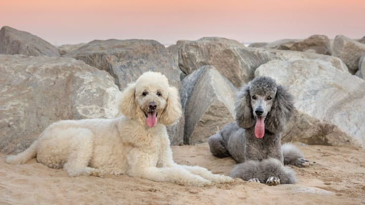 Foto: erwachsener Hund der Rasse Kleinpudel