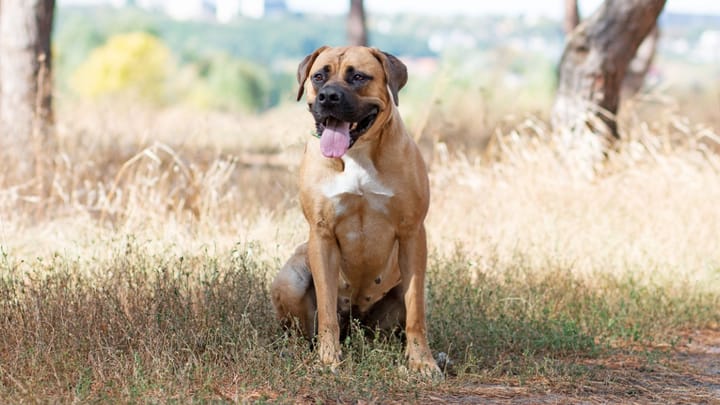Photo: adult dog of Boerboel breed