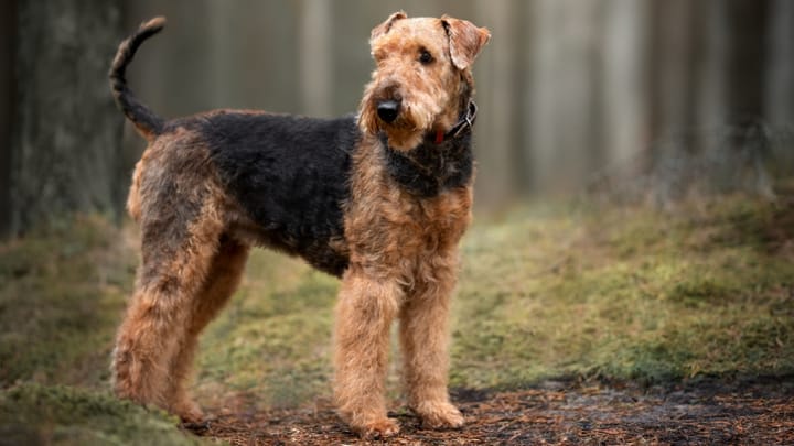Zdjęcie: dorosły pies rasa Airedale terrier