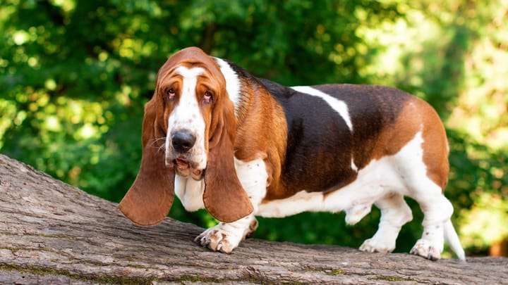 Zdjęcie: dorosły pies rasa Basset hound