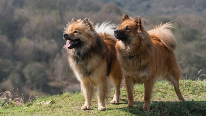 Foto: volwassen hond ras Eurasier