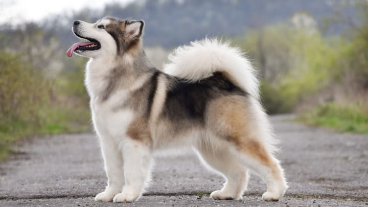Foto: cane adulto di razza Alaskan Malamute