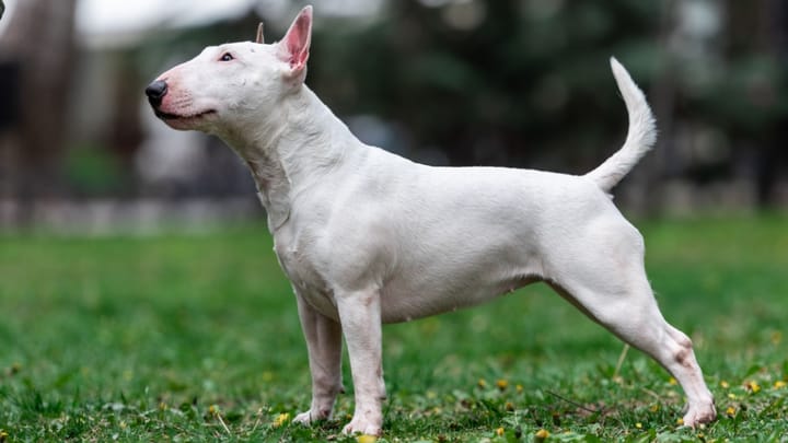 Photo : chien adulte de race Bull Terrier