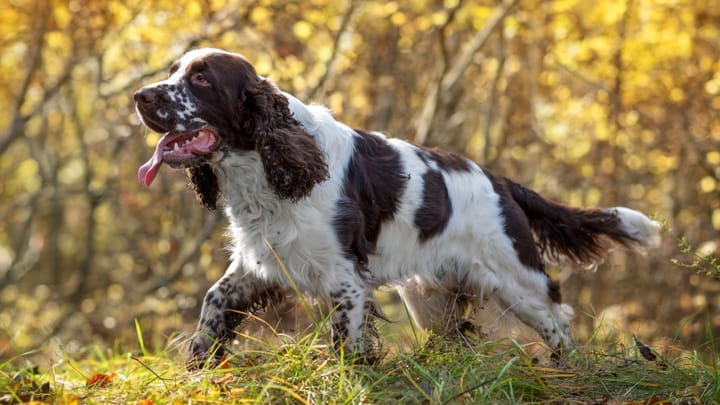 Zdjęcie: dorosły pies rasa Springer spaniel angielski