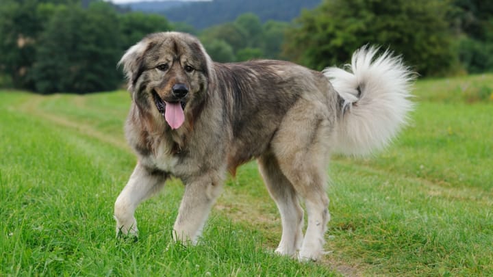 Foto: erwachsener Hund der Rasse Kaukasischer Owtscharka