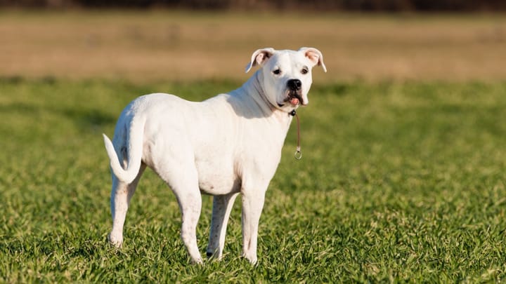 Zdjęcie: dorosły pies rasa Dog argentyński