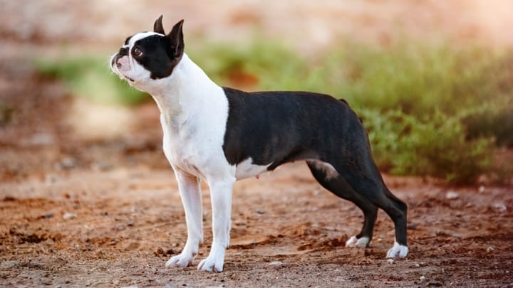 Foto: erwachsener Hund der Rasse Boston Terrier