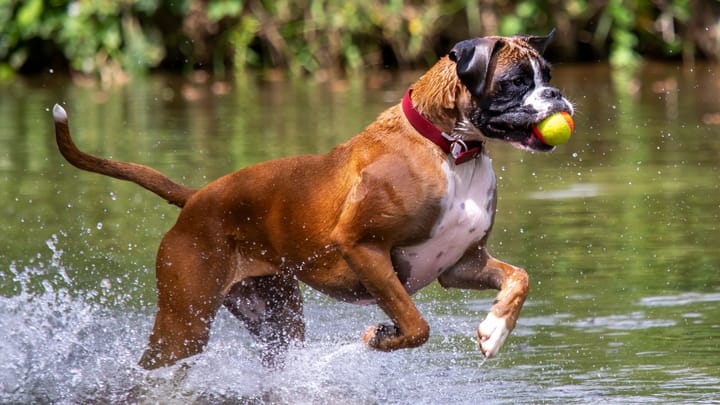 Foto: erwachsener Hund der Rasse German Boxer