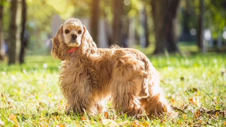 Foto: cane adulto di razza Cocker Americano