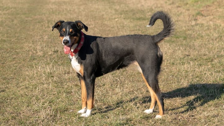 Foto: cane adulto di razza Bovaro dell'Appenzell
