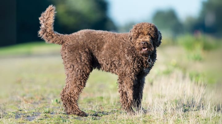 Photo : chien adulte de race Barbet
