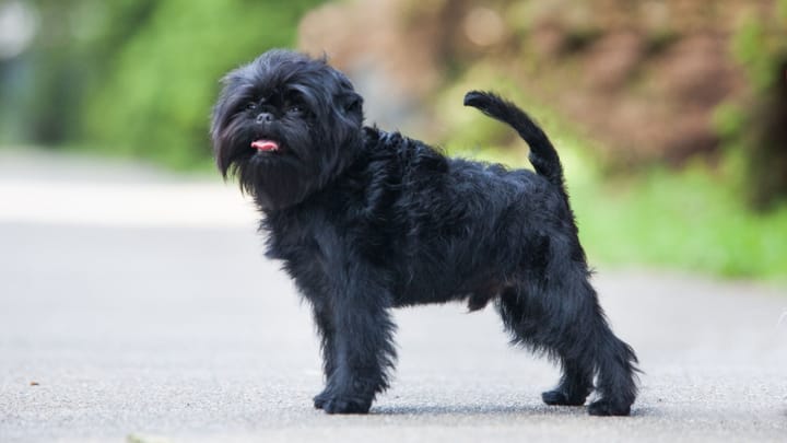 Foto: cane adulto di razza Affenpinscher