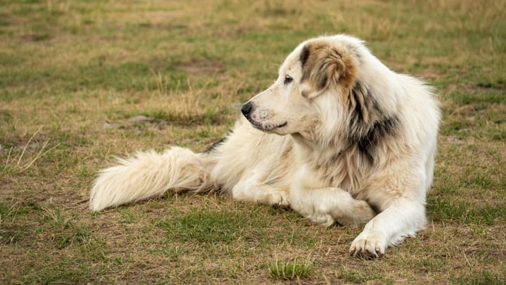 Photo : chien adulte de race Berger de l'Atlas