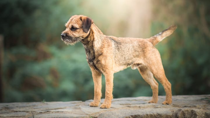 Foto: erwachsener Hund der Rasse Border Terrier