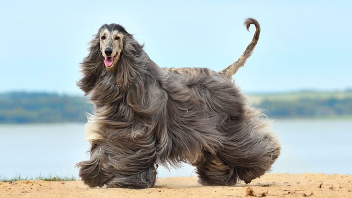 Photo : chien adulte de race Lévrier afghan