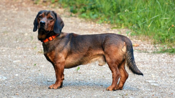 Photo : chien adulte de race Basset des Alpes