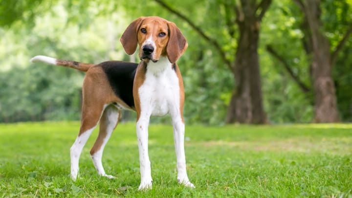 Foto: volwassen hond ras Amerikaanse Foxhound