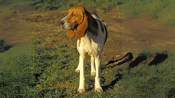 Photo: adult dog of Artois Hound breed
