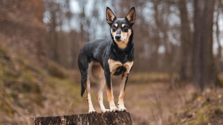 Foto: cane adulto di razza Cane da pastore australiano (Kelpie)