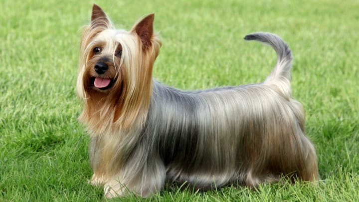 Foto: cane adulto di razza Australian Silky Terrier