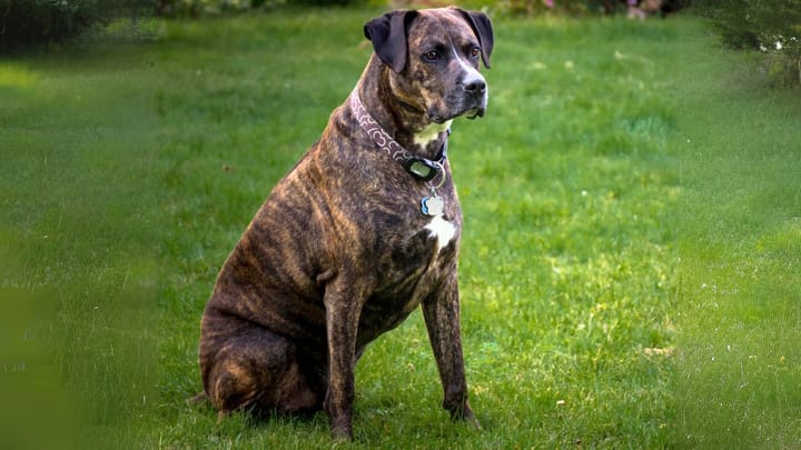 Foto: cane adulto di razza Boxador