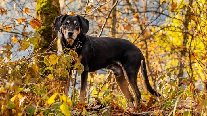 Foto: erwachsener Hund der Rasse Brandlbracke