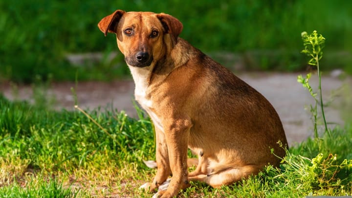 Foto: erwachsener Hund der Rasse Österreichischer Pinscher
