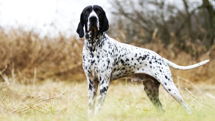 Foto: erwachsener Hund der Rasse Braque d'Auvergne
