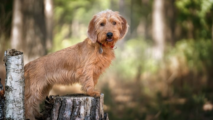 Foto: cane adulto di razza Basset Fauve de Bretagne