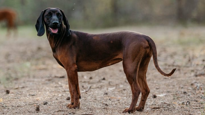 Foto: cane adulto di razza Segugio bavarese da montagna (Bayerischer Gebirgsschweisshund)