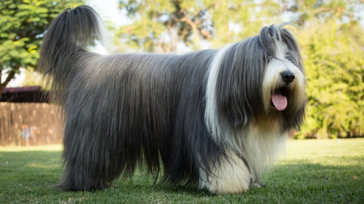 Foto: cane adulto di razza Bearded Collie
