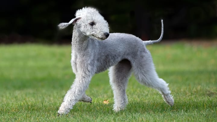 Foto: erwachsener Hund der Rasse Bedlington Terrier