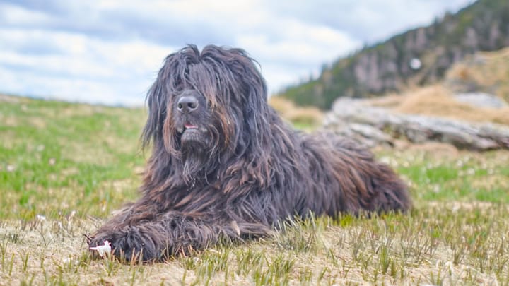 Zdjęcie: dorosły pies rasa Bergamasco (owczarek z Bergamo)