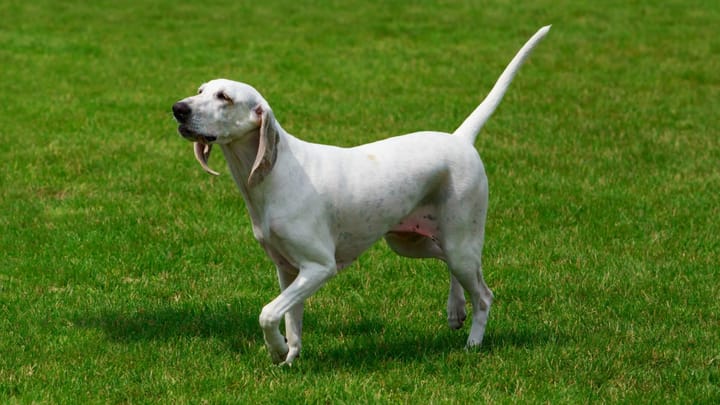 Photo: adult dog of Billy breed