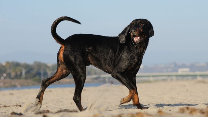 Foto: cane adulto di razza Black and Tan Coonhound