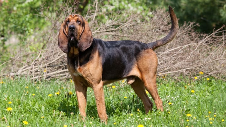 Foto: erwachsener Hund der Rasse Bloodhound