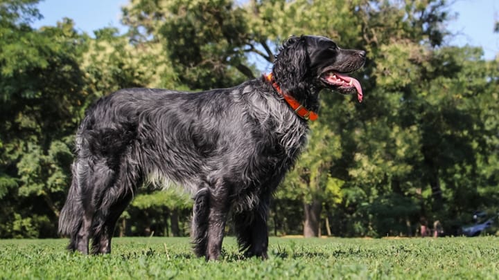 Foto: erwachsener Hund der Rasse Blauer Picardie-Spaniel