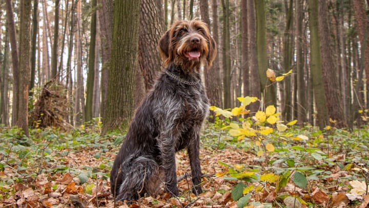 Foto: volwassen hond ras Cesky Fousek