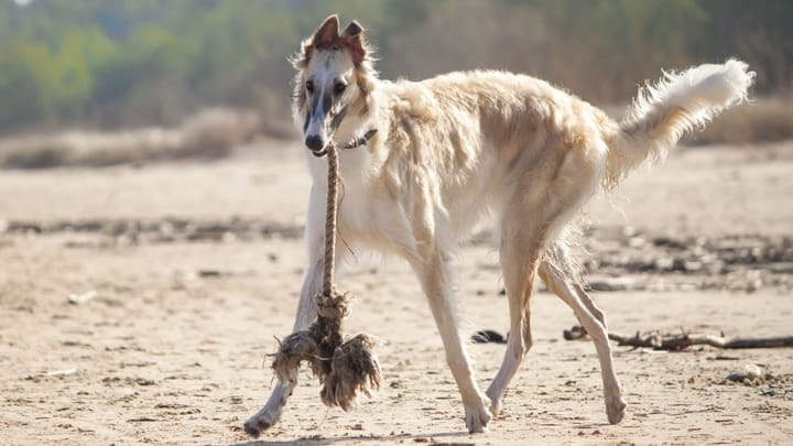 Foto: volwassen hond ras Borzoi
