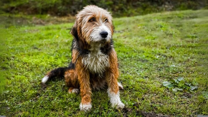 Foto: cane adulto di razza Segugio della Bosnia a pelo duro
