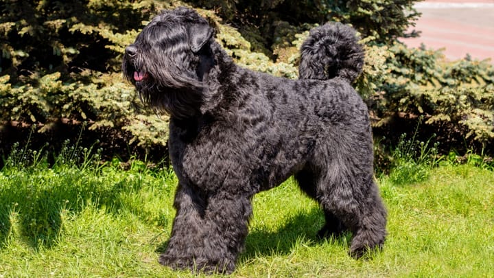 Zdjęcie: dorosły pies rasa Bouvier des Flandres