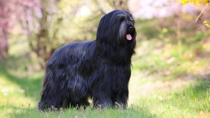 Foto: erwachsener Hund der Rasse Briard