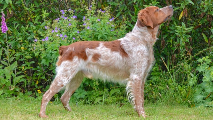 Foto: cane adulto di razza Epagneul Breton
