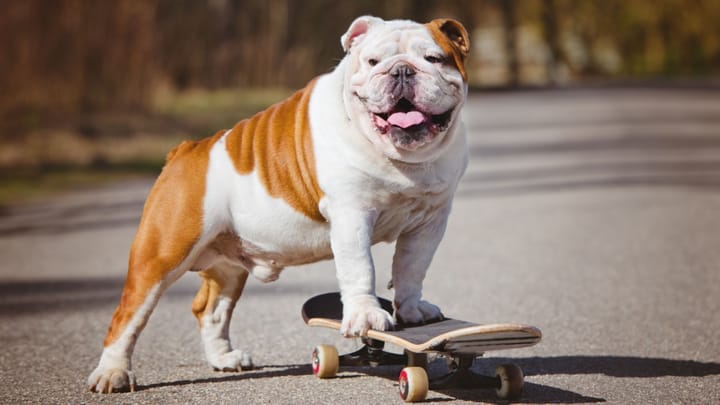 Foto: erwachsener Hund der Rasse Englische Bulldogge