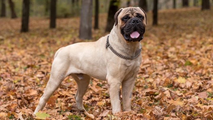 Foto: erwachsener Hund der Rasse Bullmastiff