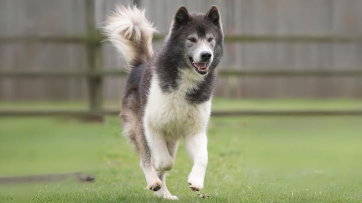 Photo : chien adulte de race Esquimau canadien