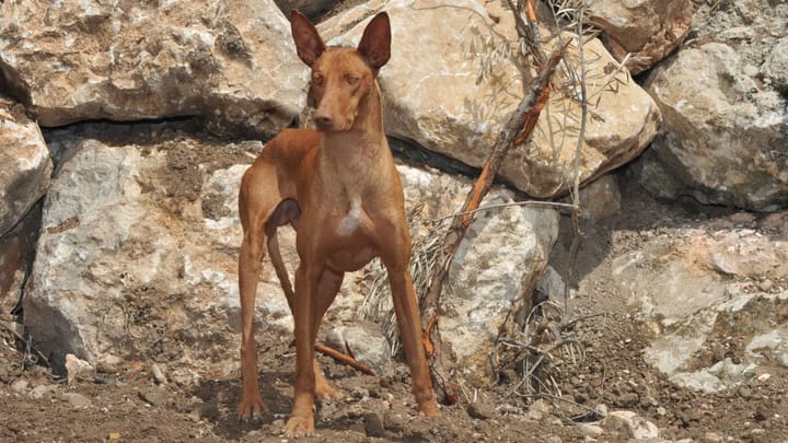 Foto: erwachsener Hund der Rasse Podenco Canario