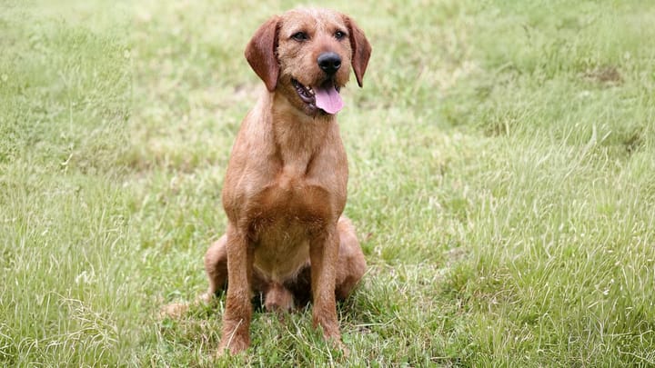 Photo : chien adulte de race Brachet de Styrie à poil dur