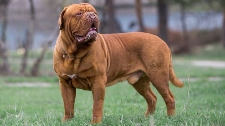 Foto: volwassen hond ras Bordeauxdog