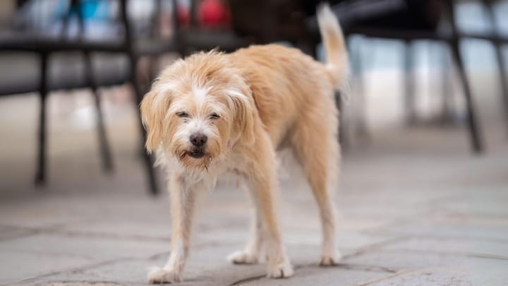 Foto: volwassen hond ras Hollandse Smoushond